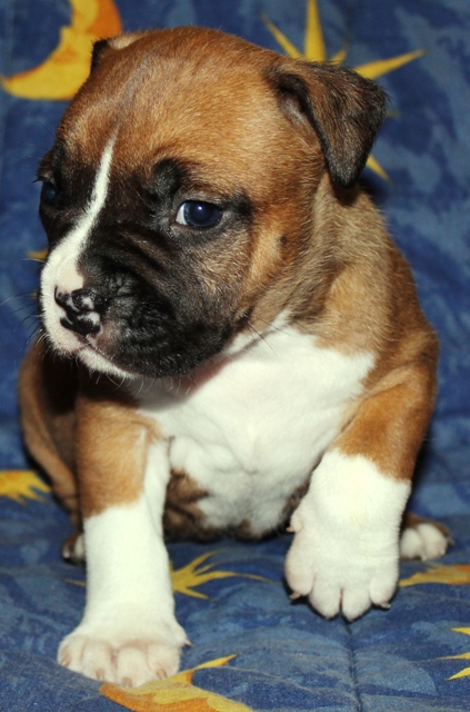 DDDawgs Red Bull (AI)